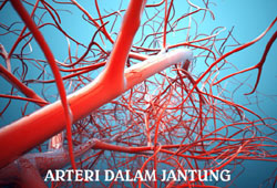 Arteri dalam jantung